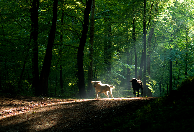 To hunde løber på sti gennem en skov