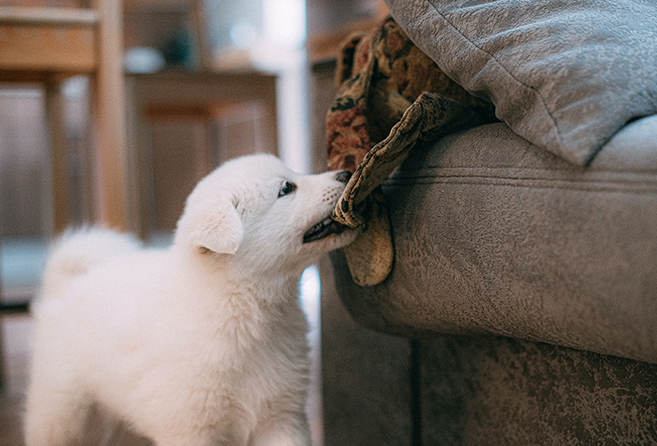 Hundehvalp snupper et stykke tøj fra en sofa