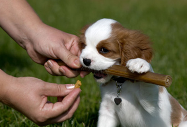 Hundehvalp der leger med en pind til hundetræning