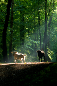 2 Hunde løber på en sti gennem en skov