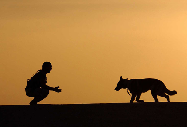 Hunde går knælende ejer i møde i solnedgangen
